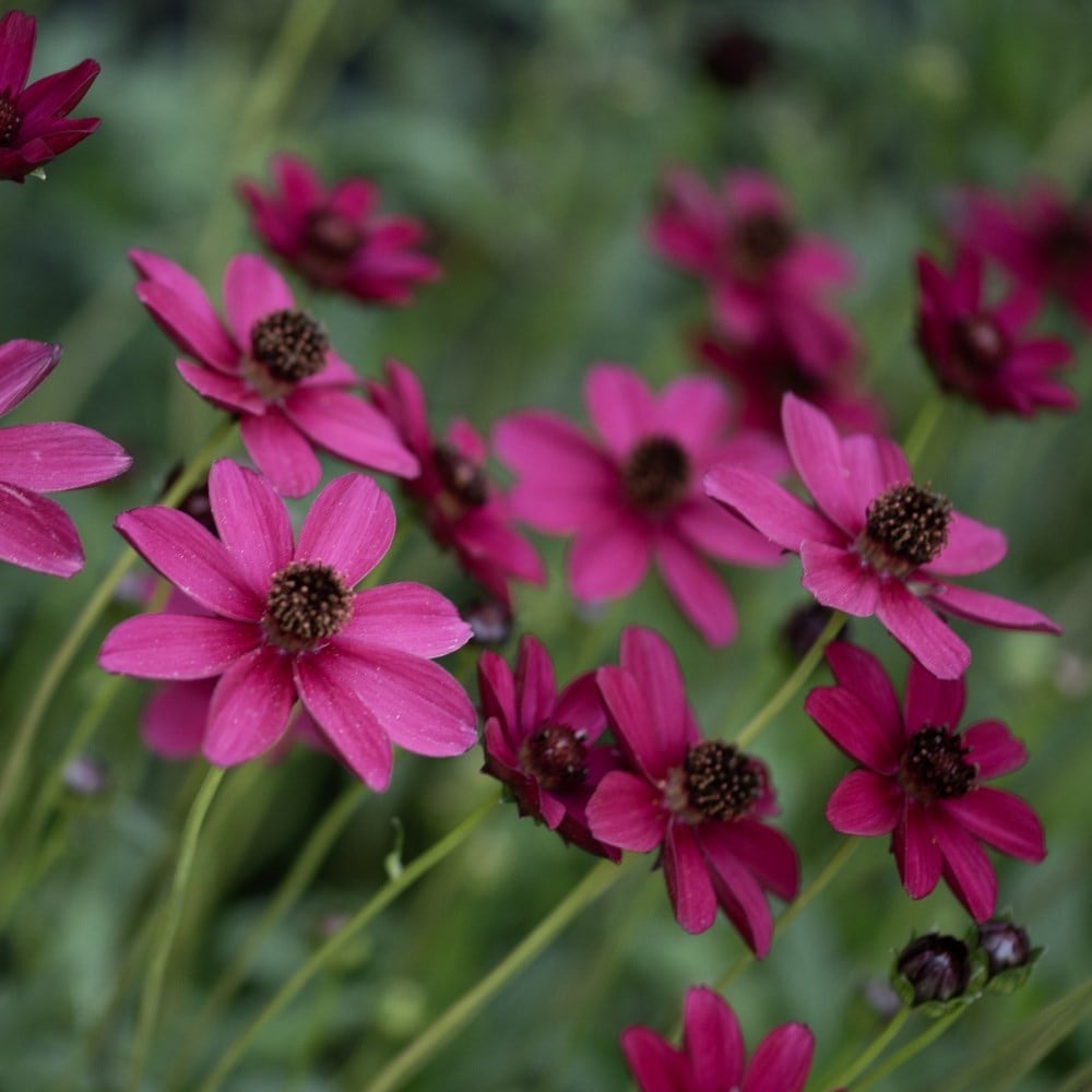 Seedlings & rooted cuttings
