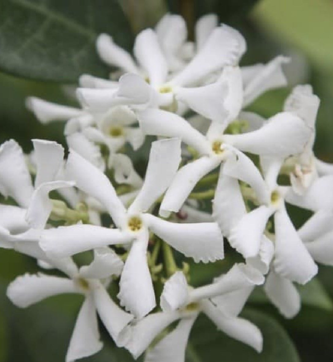 5 plants for a scented garden