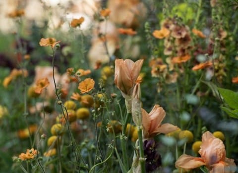 A summer of colour