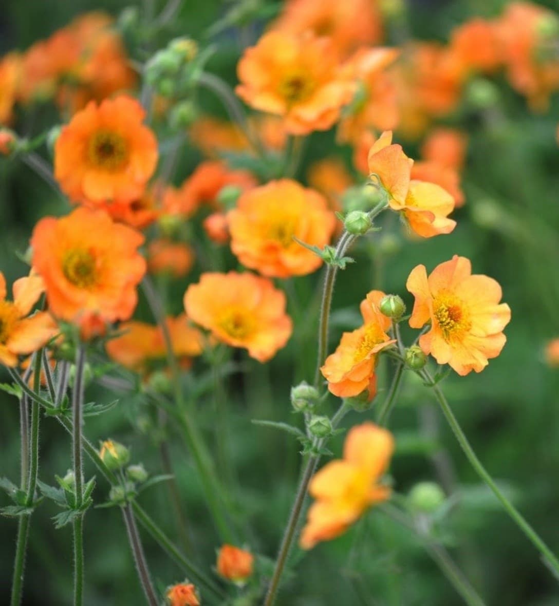 Perennials