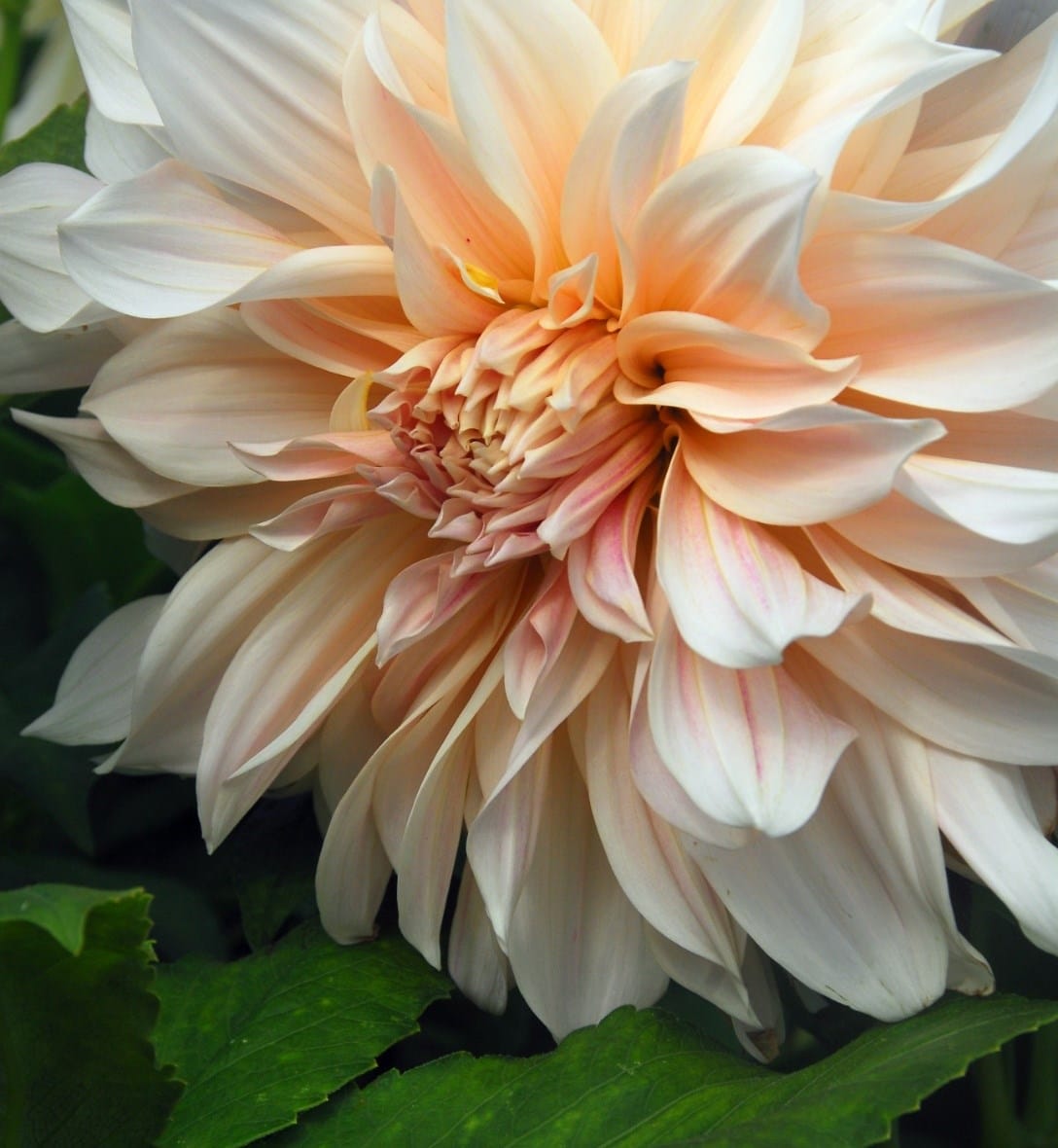 Potted dahlias