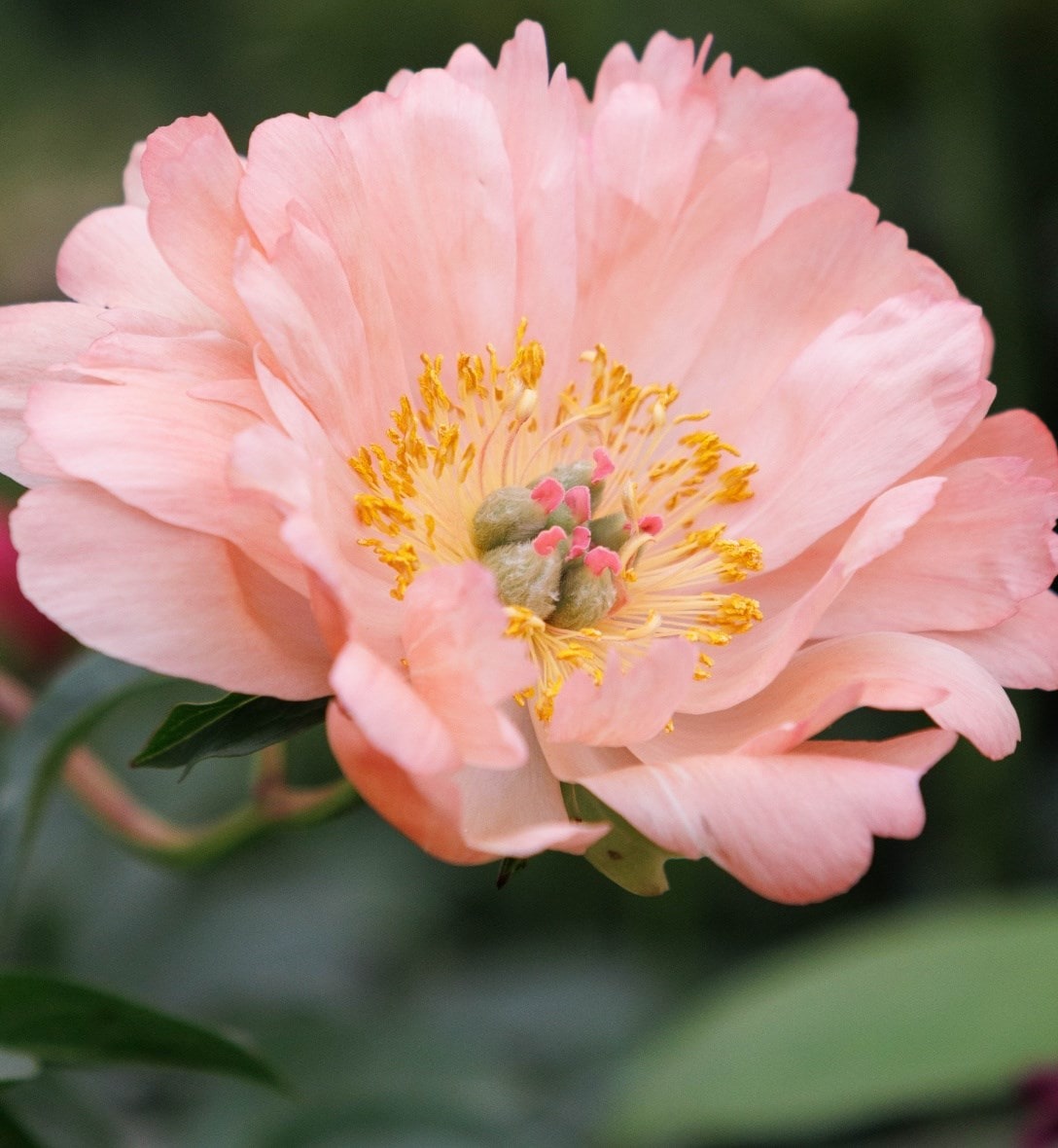 Potted peonies