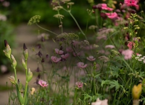 Discover showstopping plants