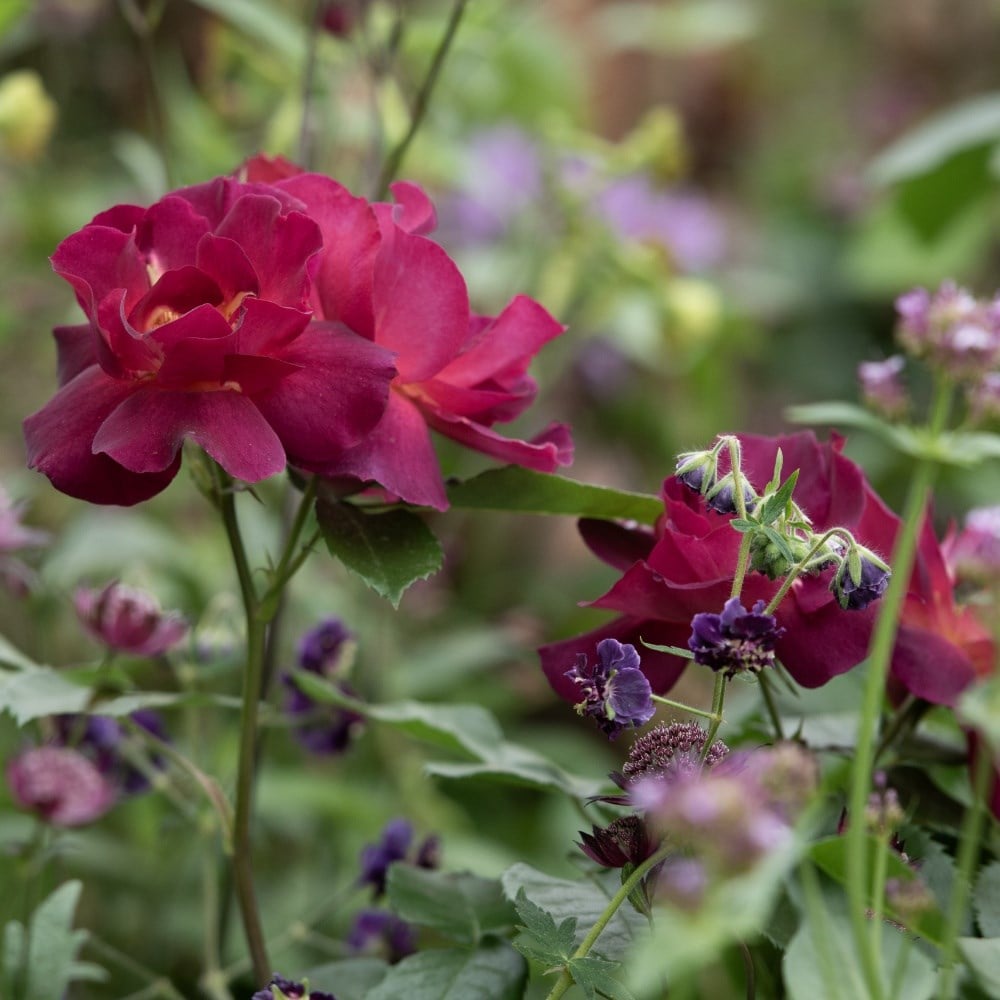 Roses