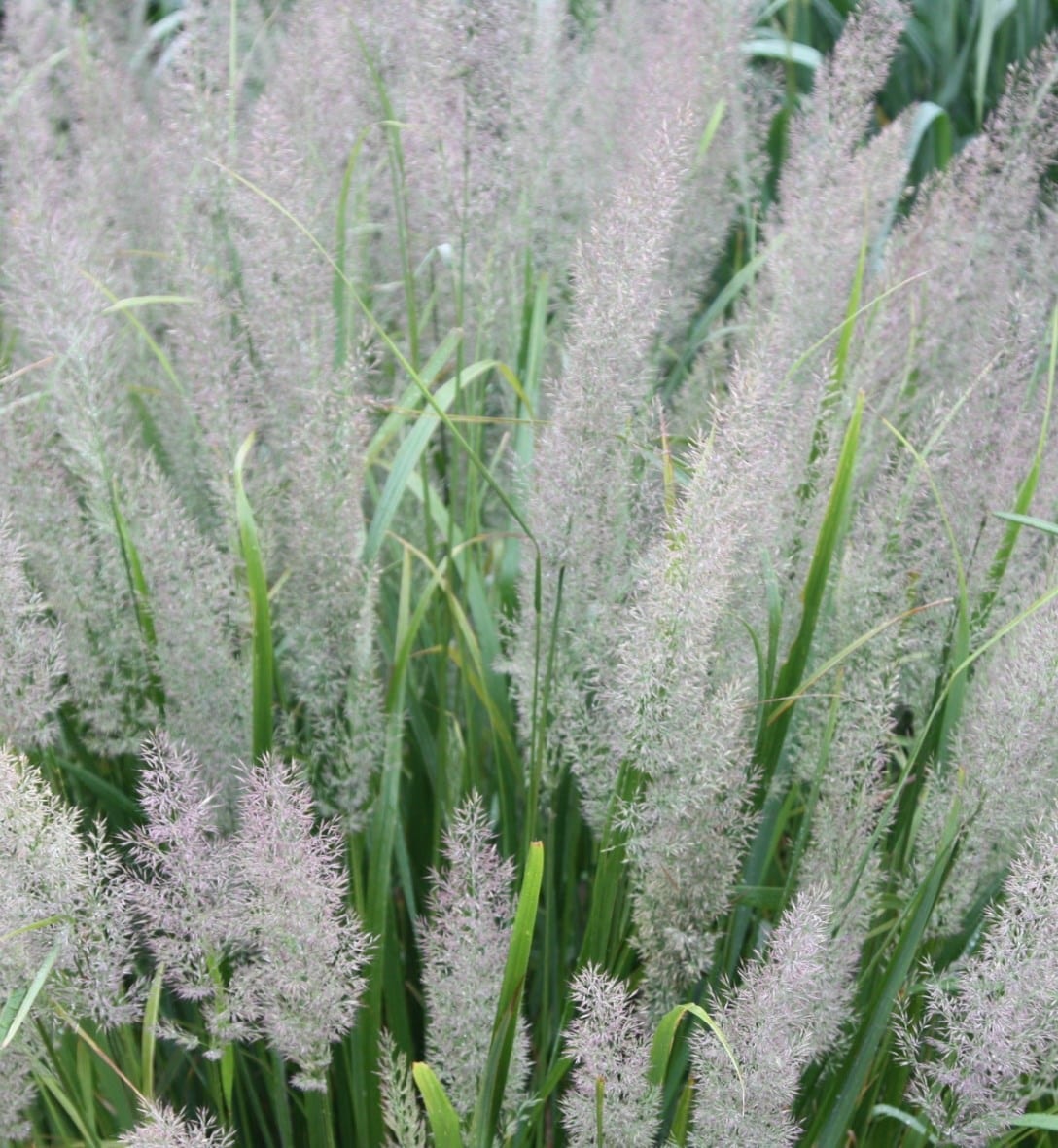 Grasses