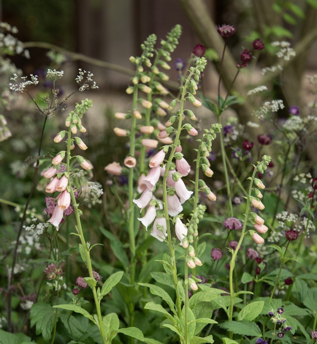 Perennials