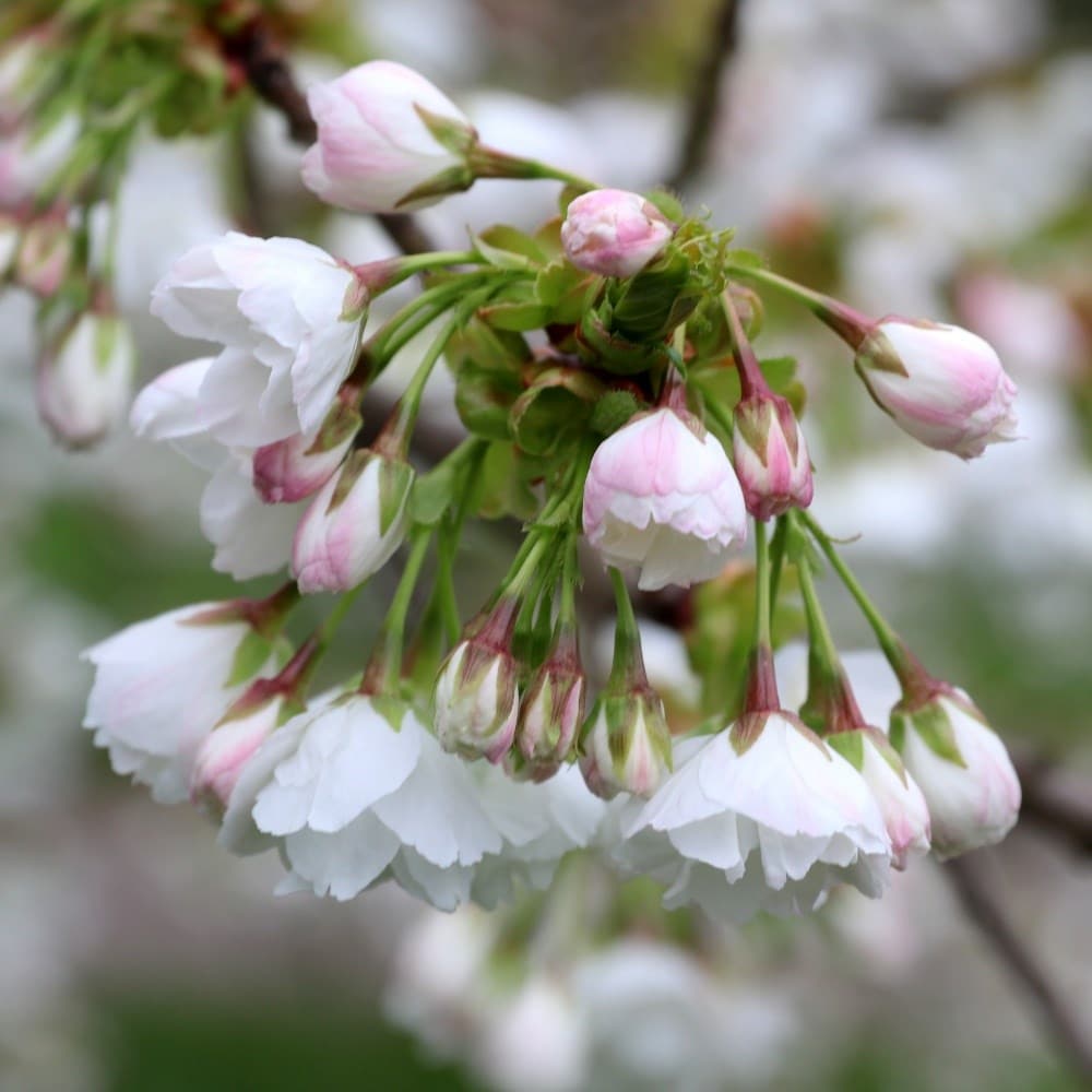 Ornamental trees