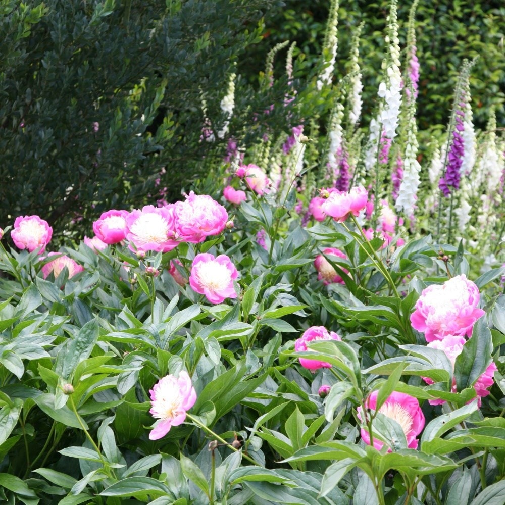 40% off peonies