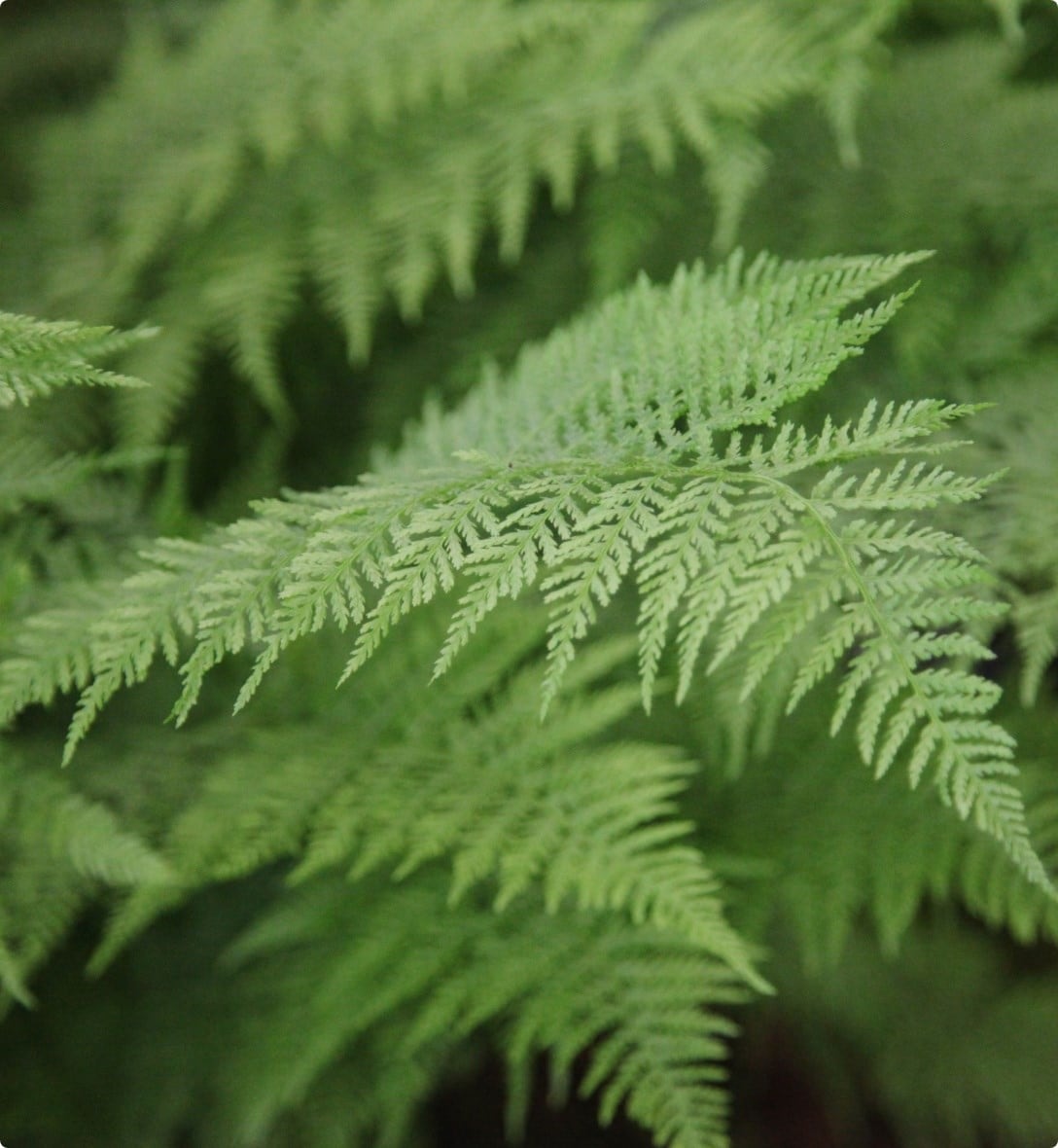 Ferns