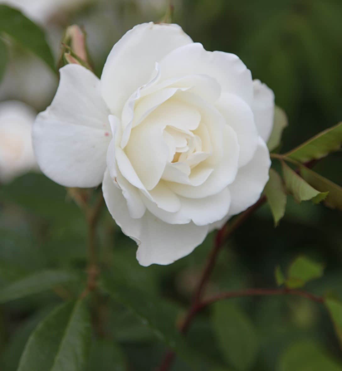Roses