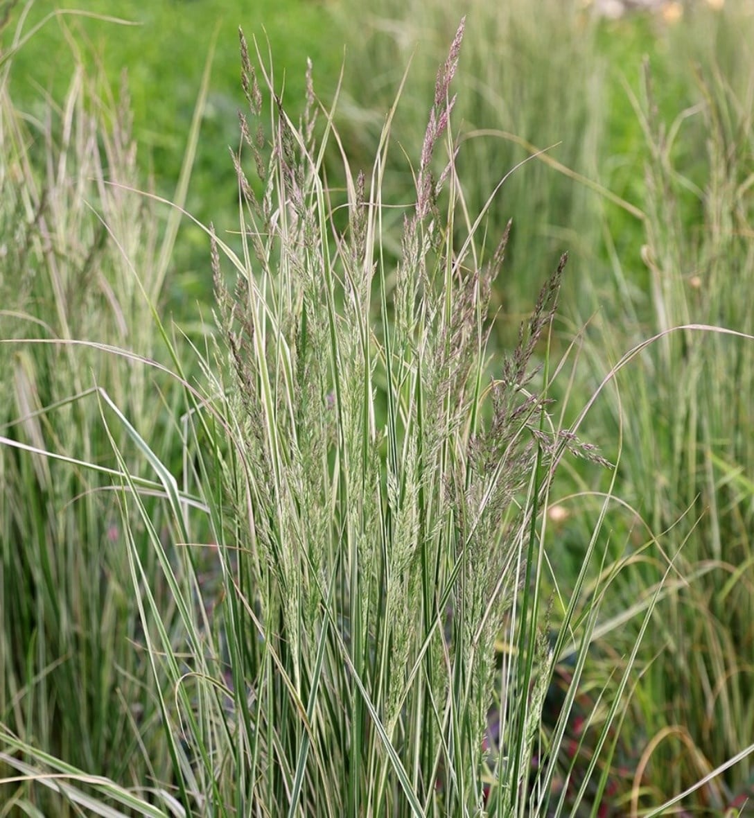 Grasses