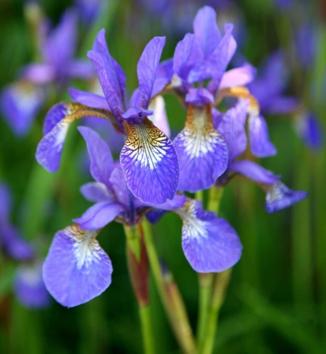 Irises