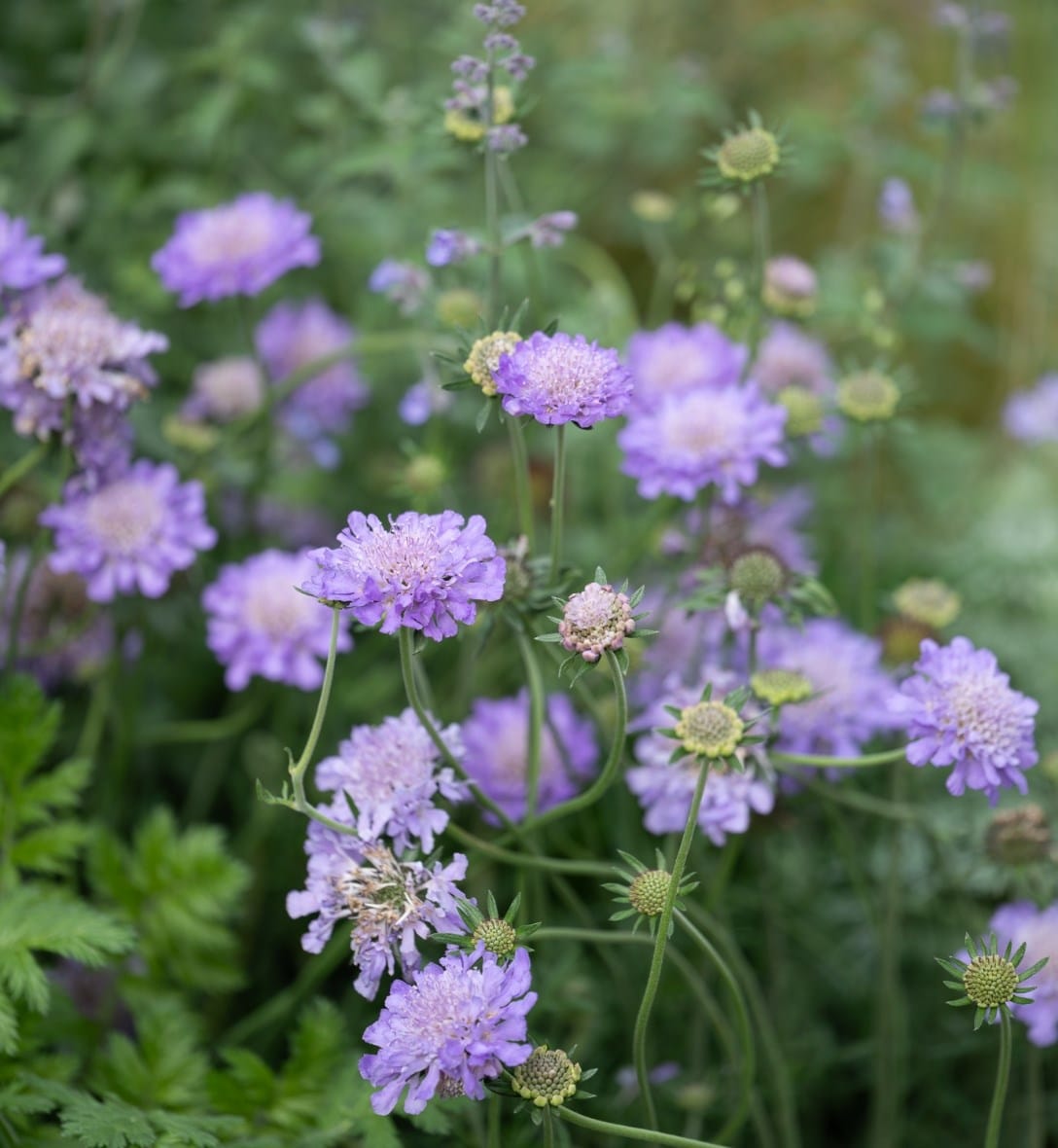 Perennials