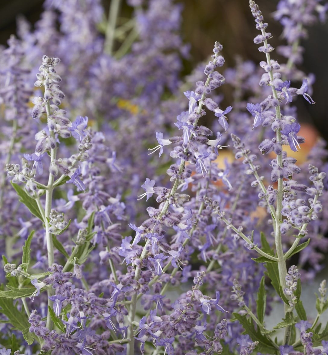 Shrubs