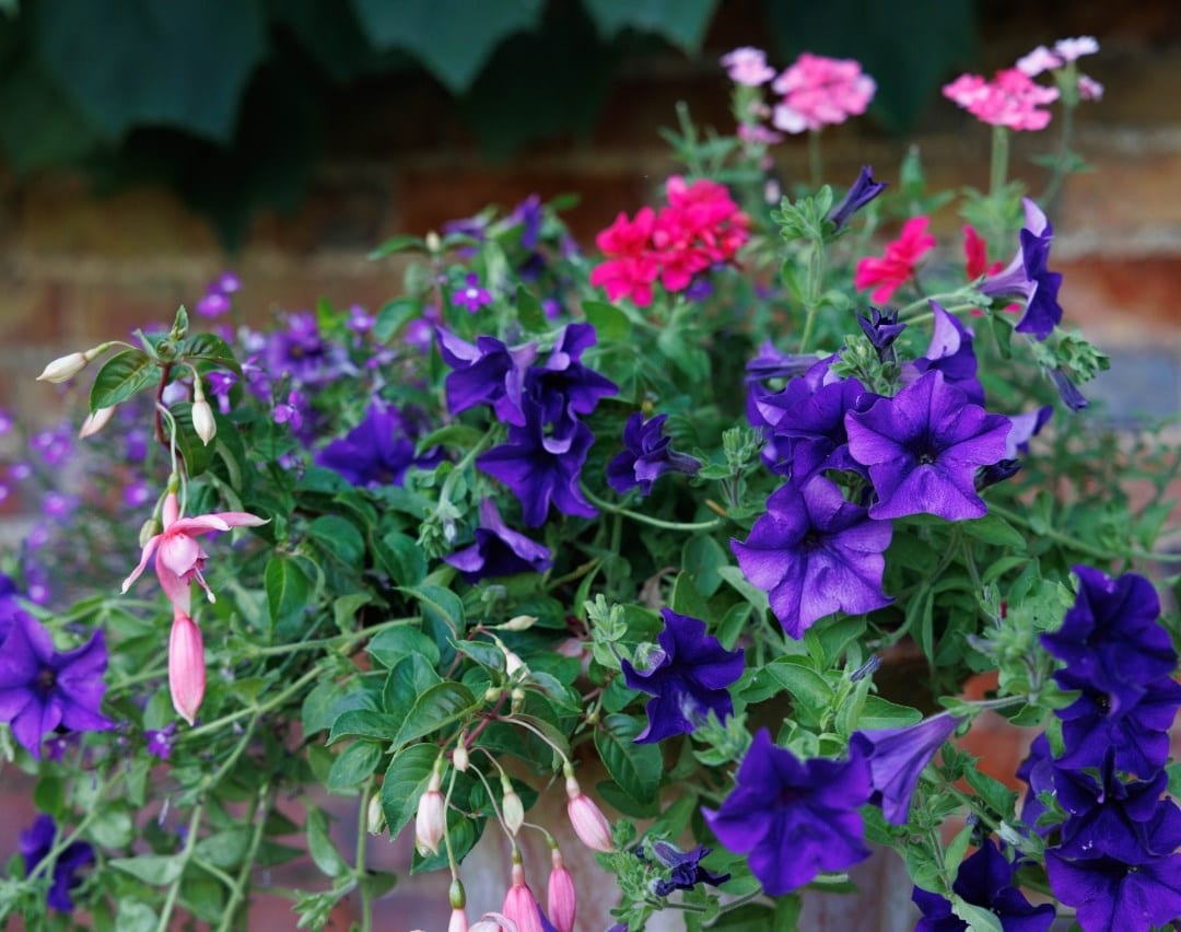The Amalfi Collection