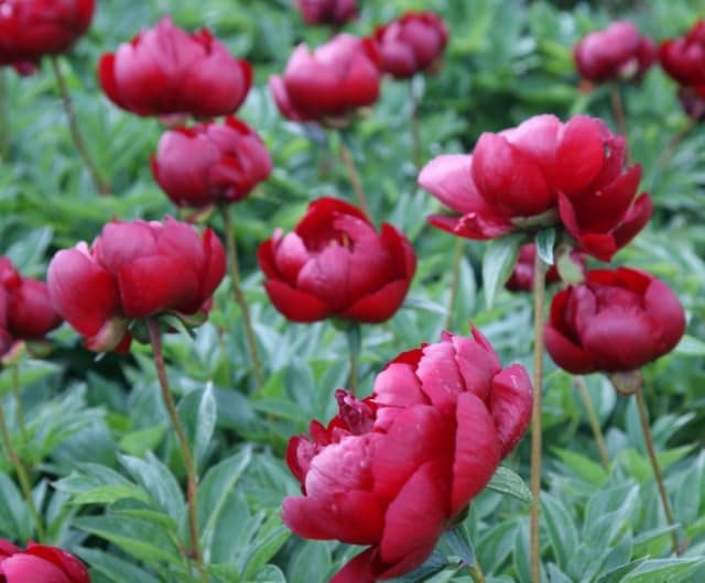 Paeonia 'Buckeye Belle'