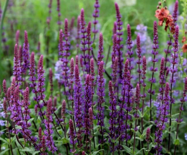 Salvia nemorosa 'Caradonna'