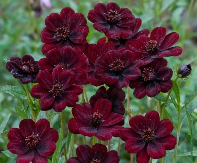 Cosmos atrosanguineus Chocamocha ('Thomocha') (PBR)