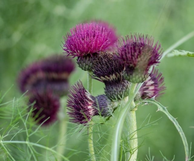Cirsium rivulare 'Atropurpureum'