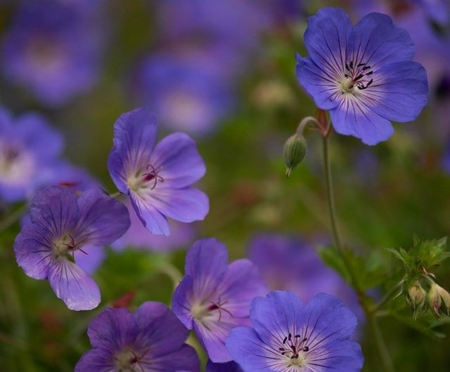 Geranium Rozanne ('Gerwat') (PBR)