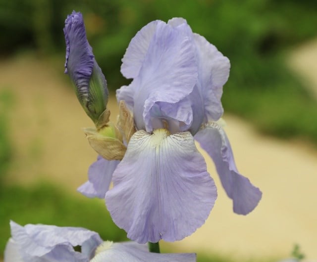 Iris 'Jane Phillips'