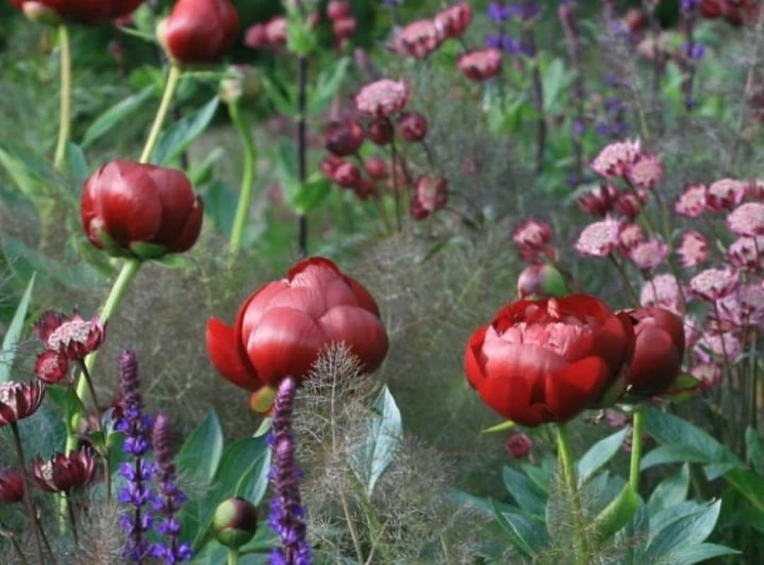 Helen's choice for May