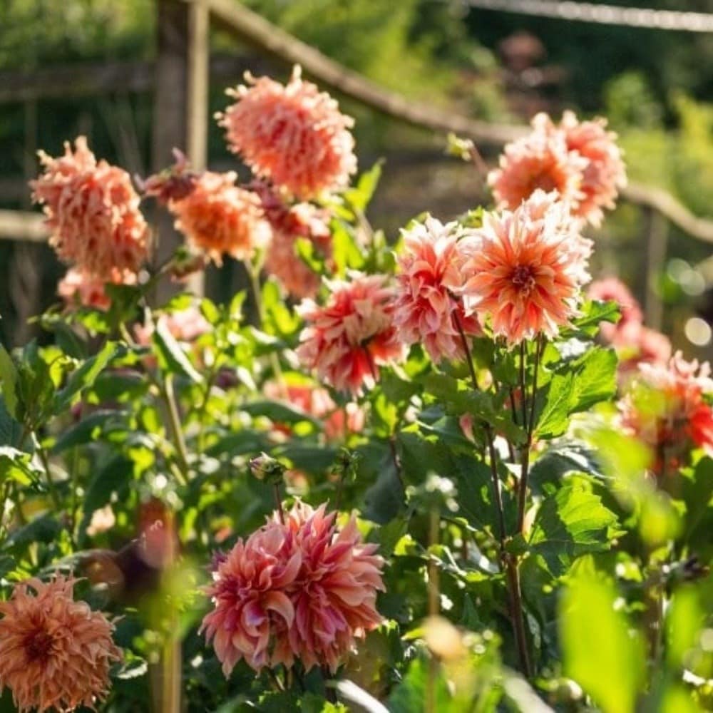 June in the garden
