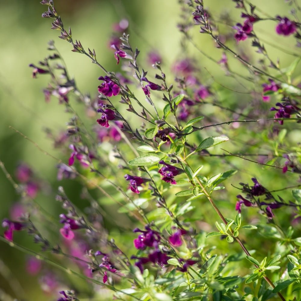 Salvias