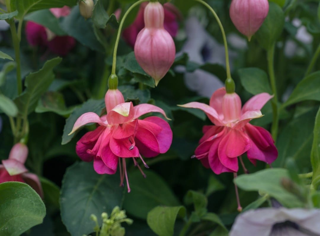 Fuchsias
