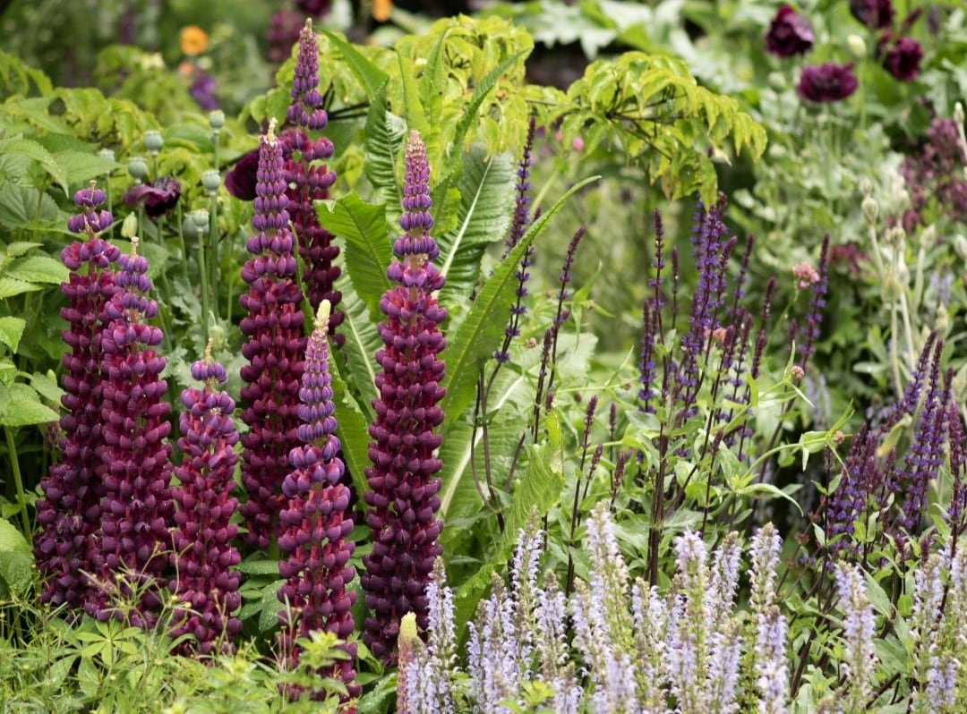 Lupins & salvias
