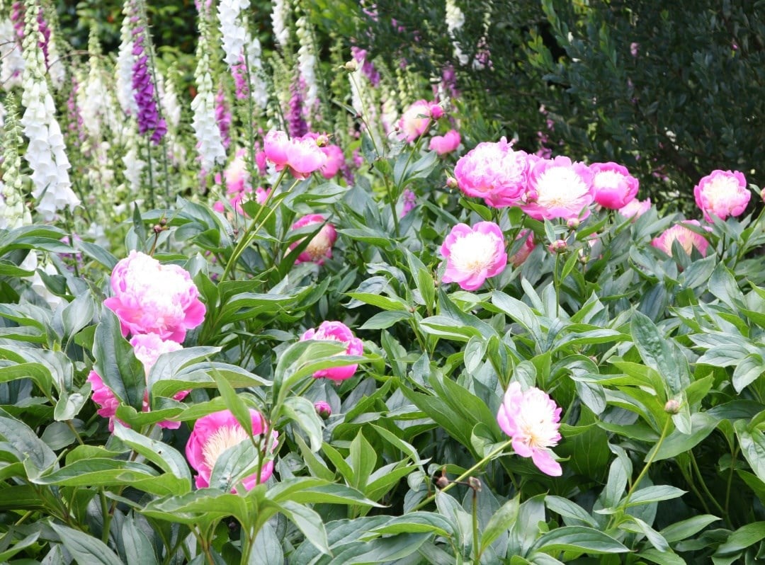 Peonies
