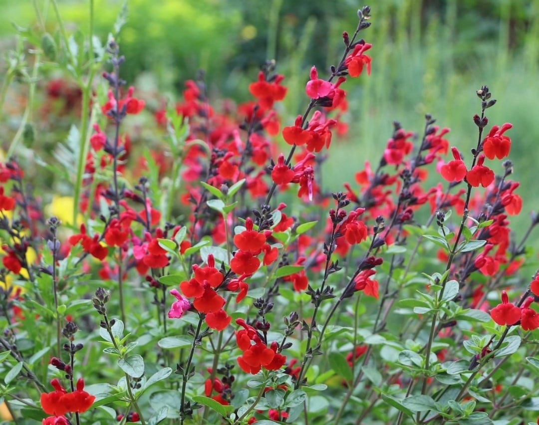 Sensational Salvias