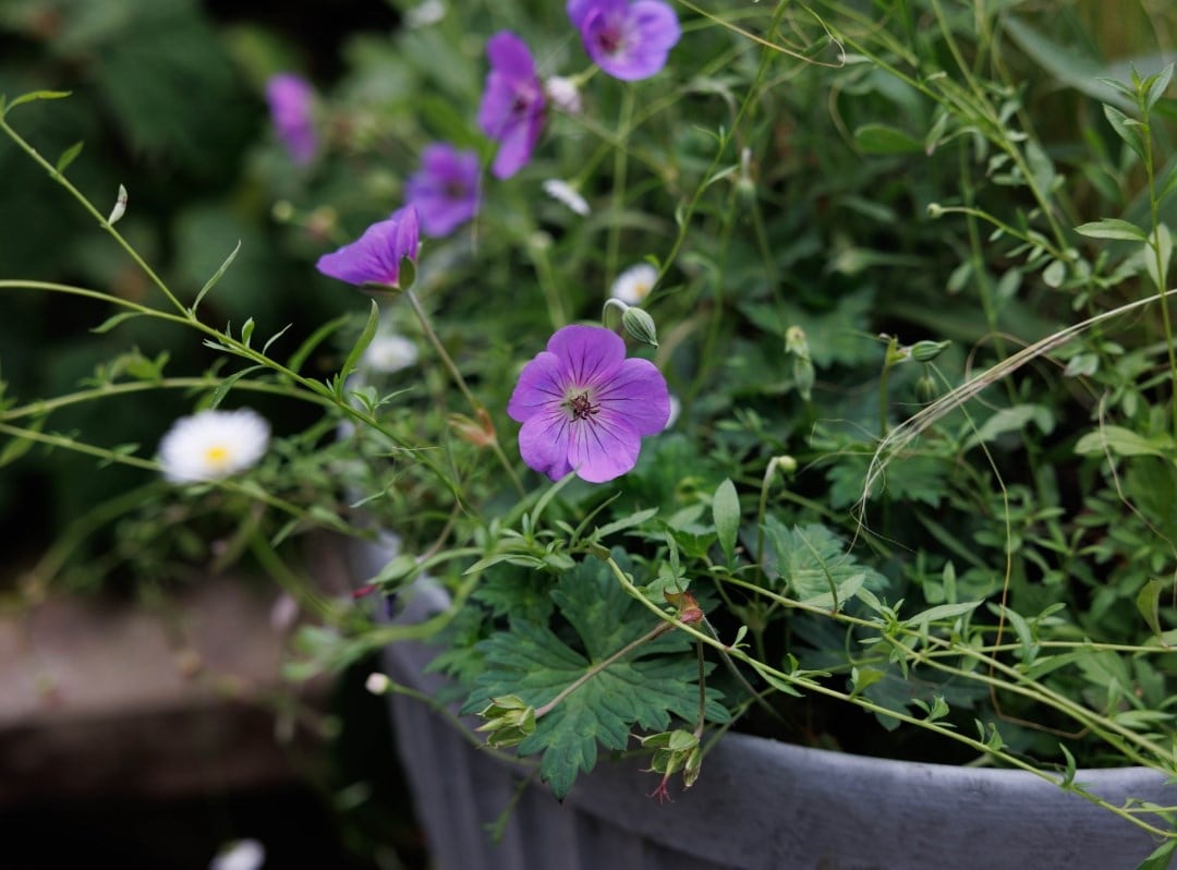 Geraniums