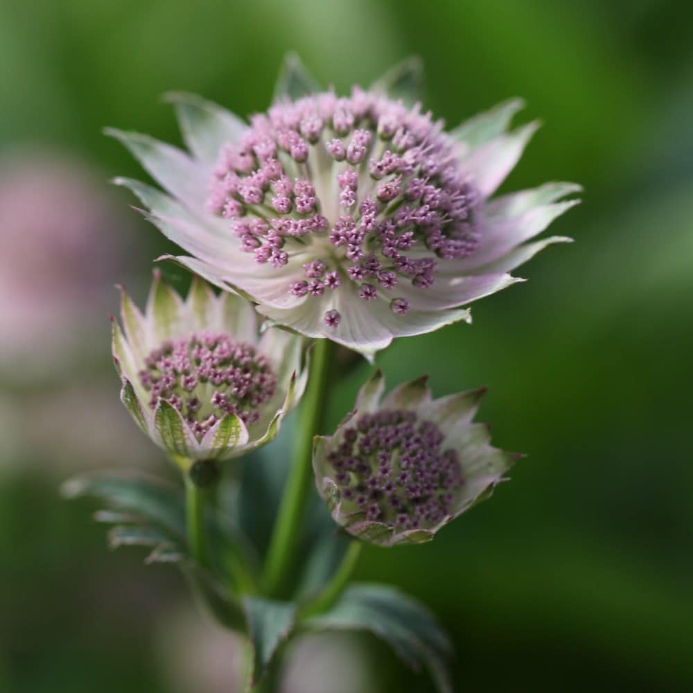 Long flowering plants