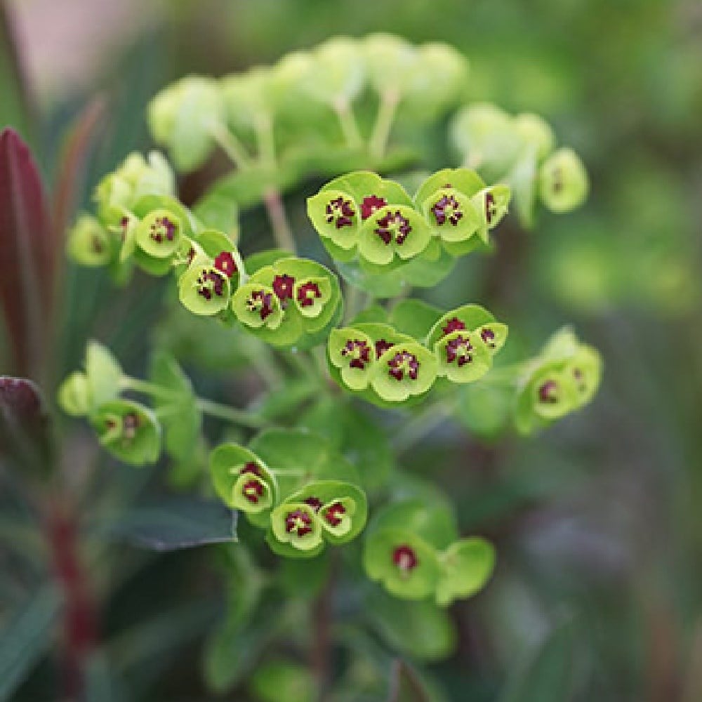 Low maintenance plants