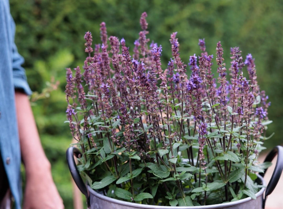 Salvias