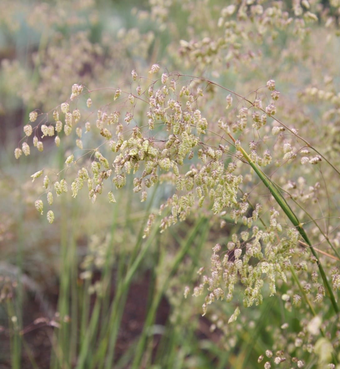Grasses