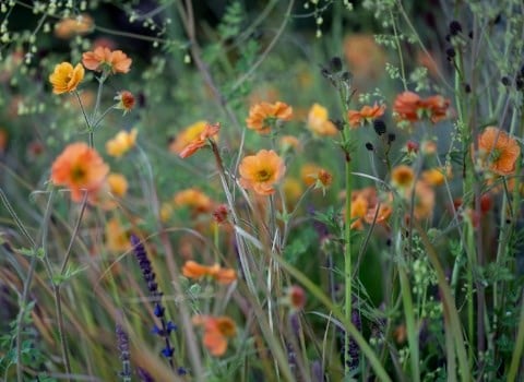 Great summer gardens are planted now