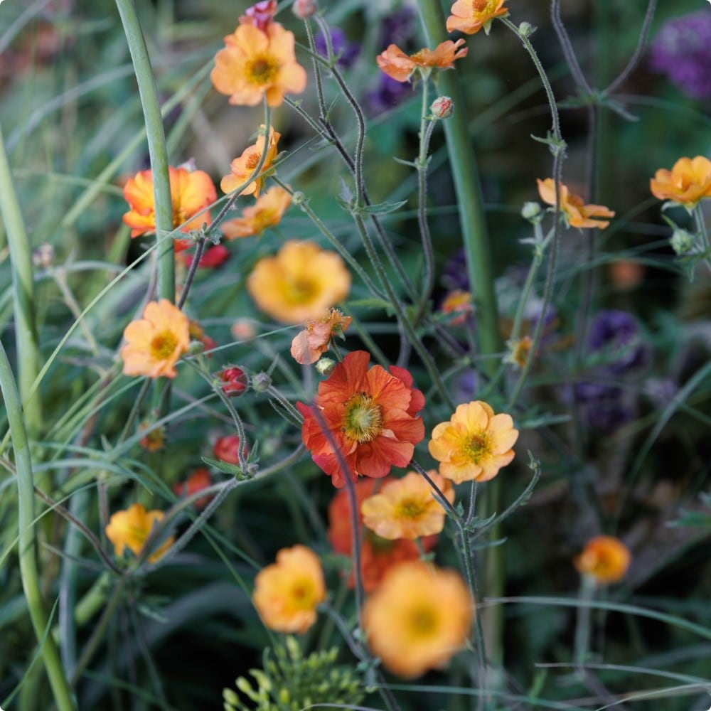 Plants