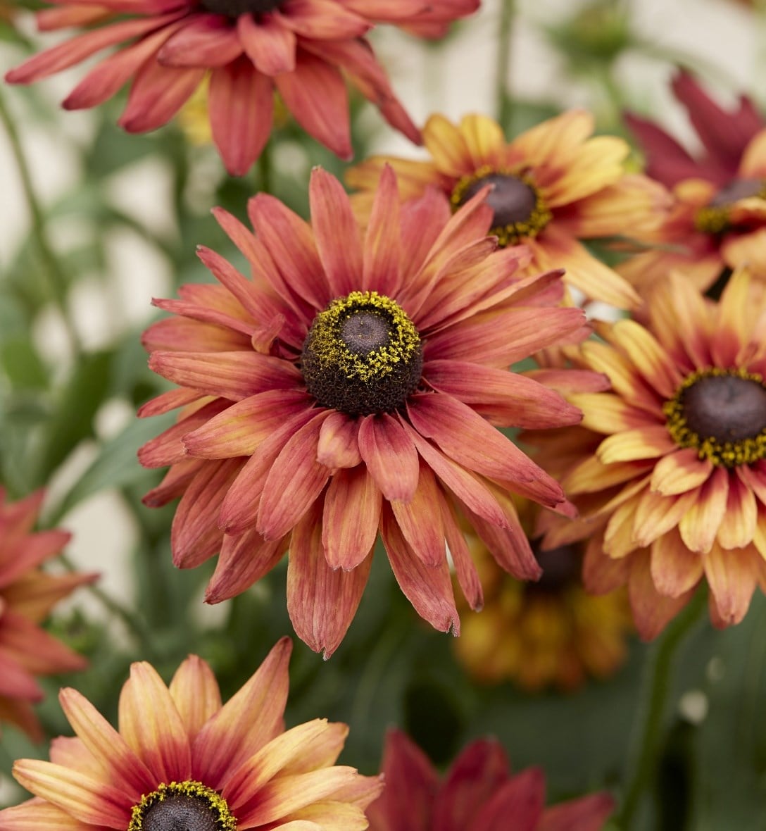 Bedding plants