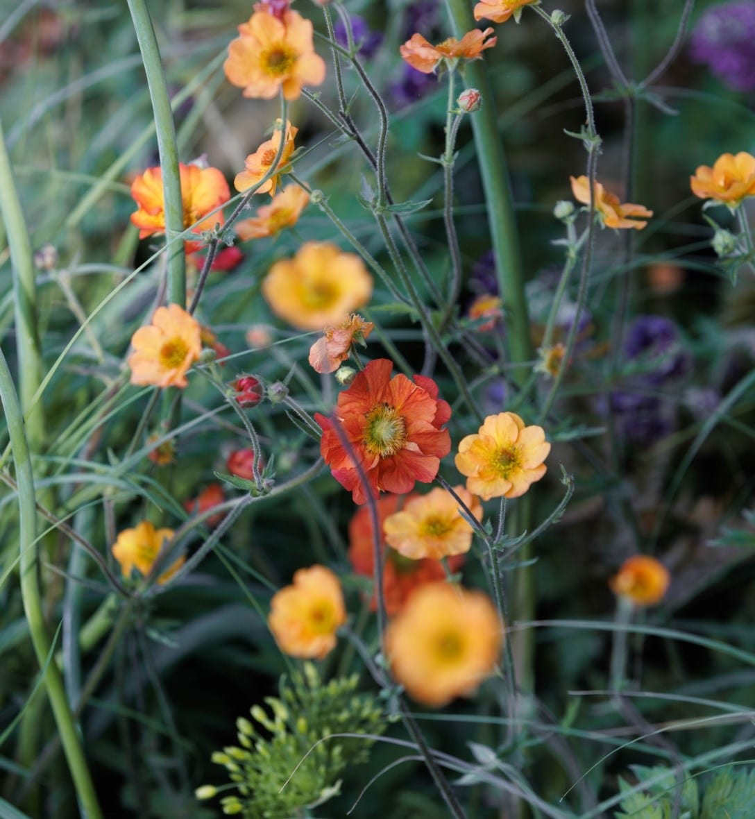 Perennials