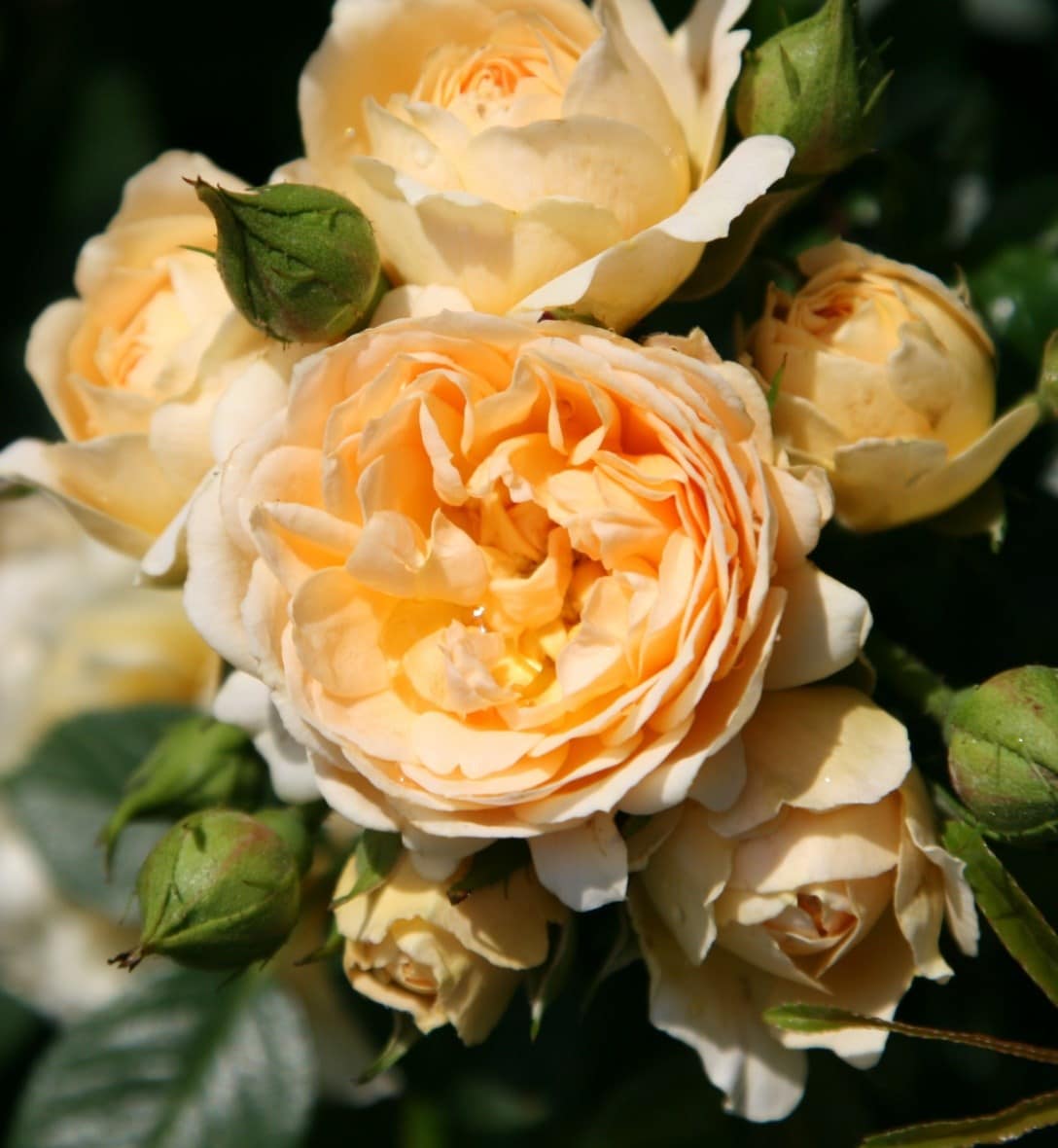 Roses
