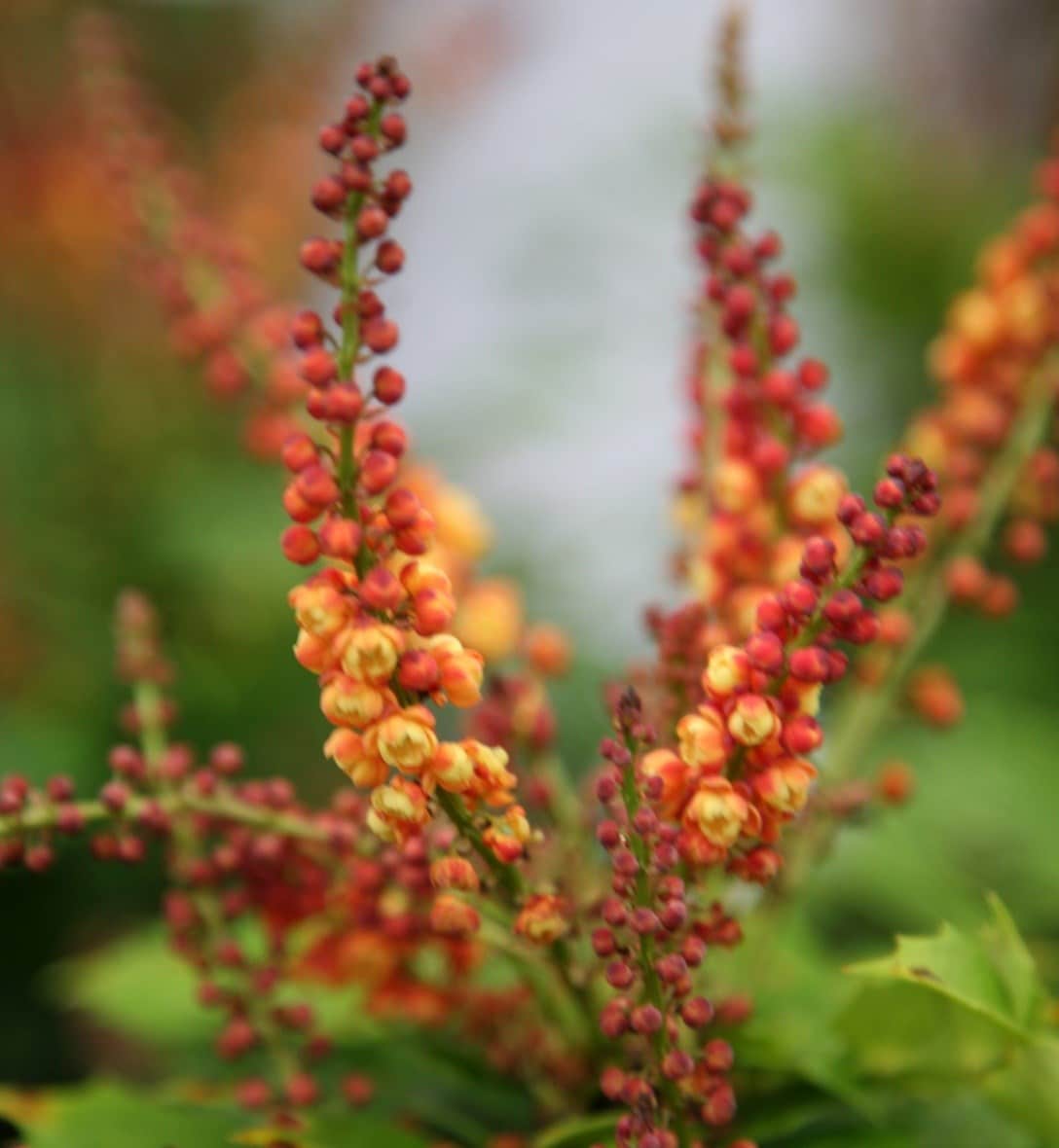 Shrubs