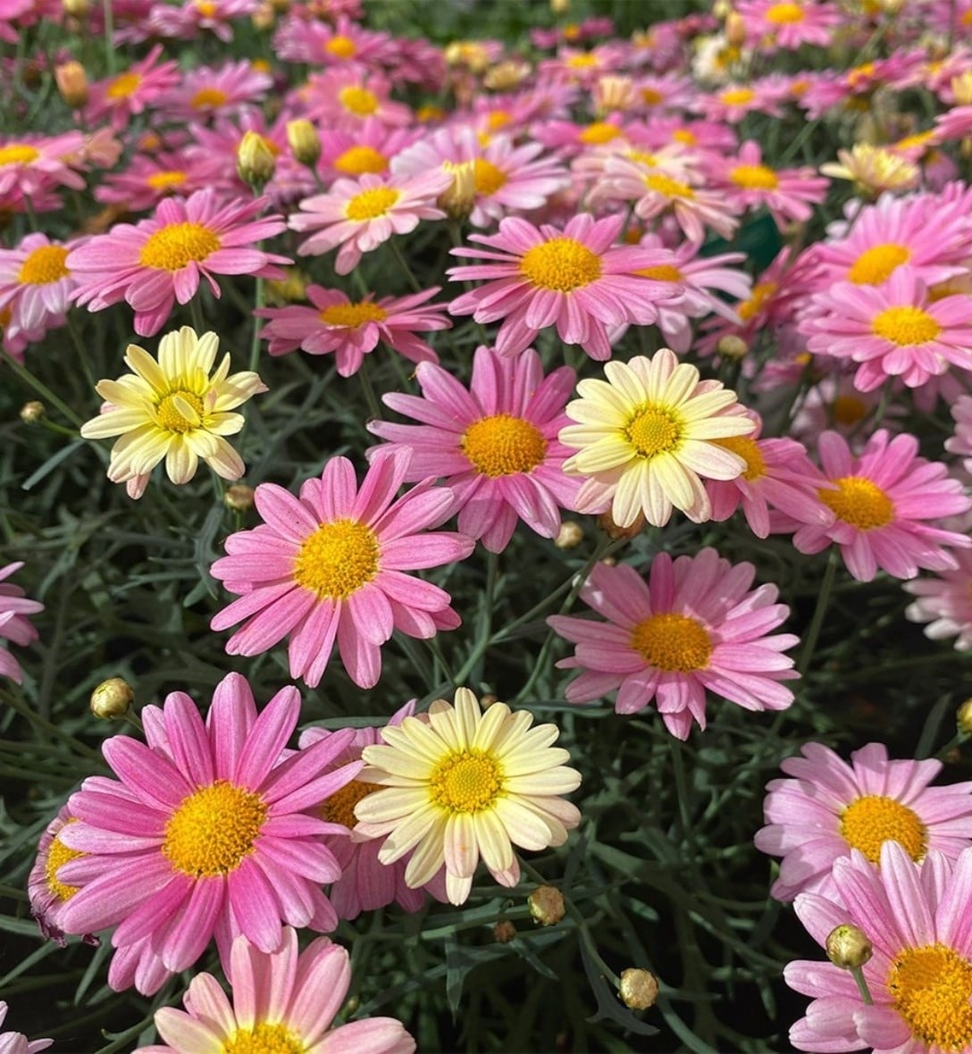 Bedding plants