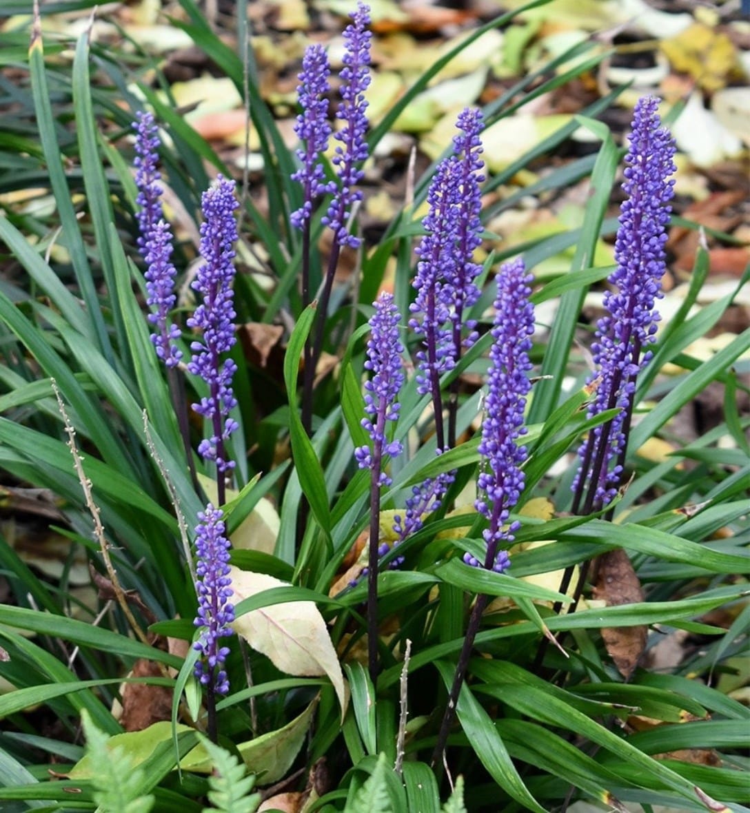 Grasses