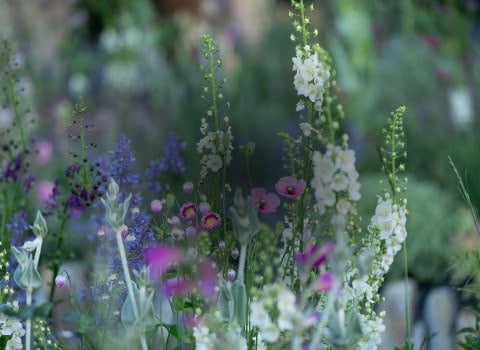 Spring bulbs