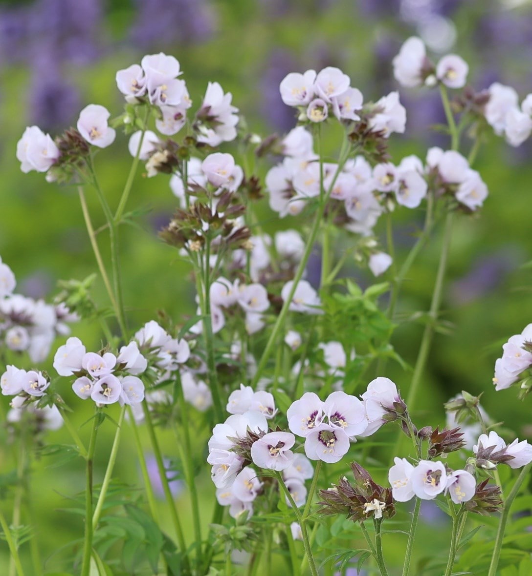 Perennials