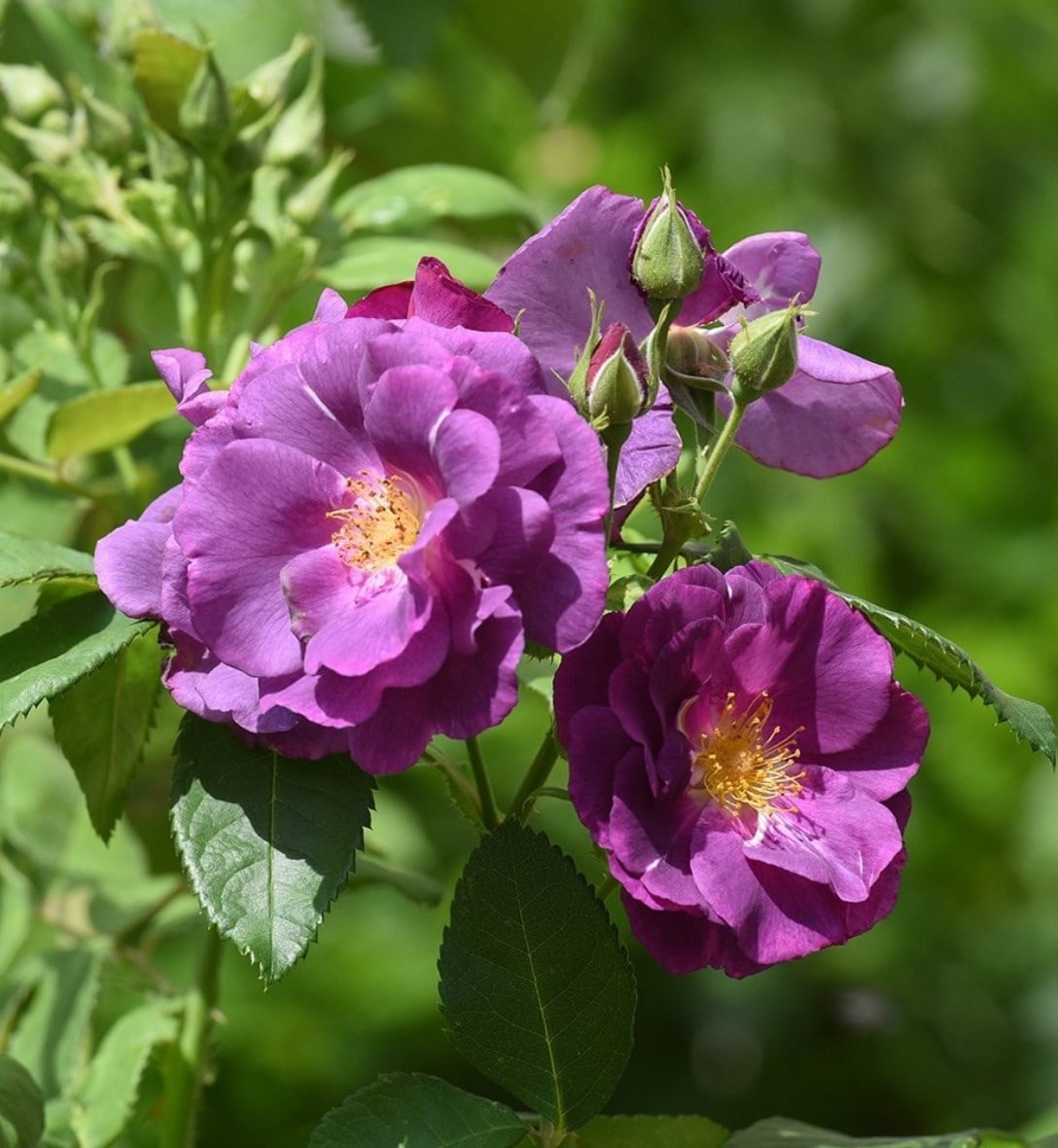 Roses