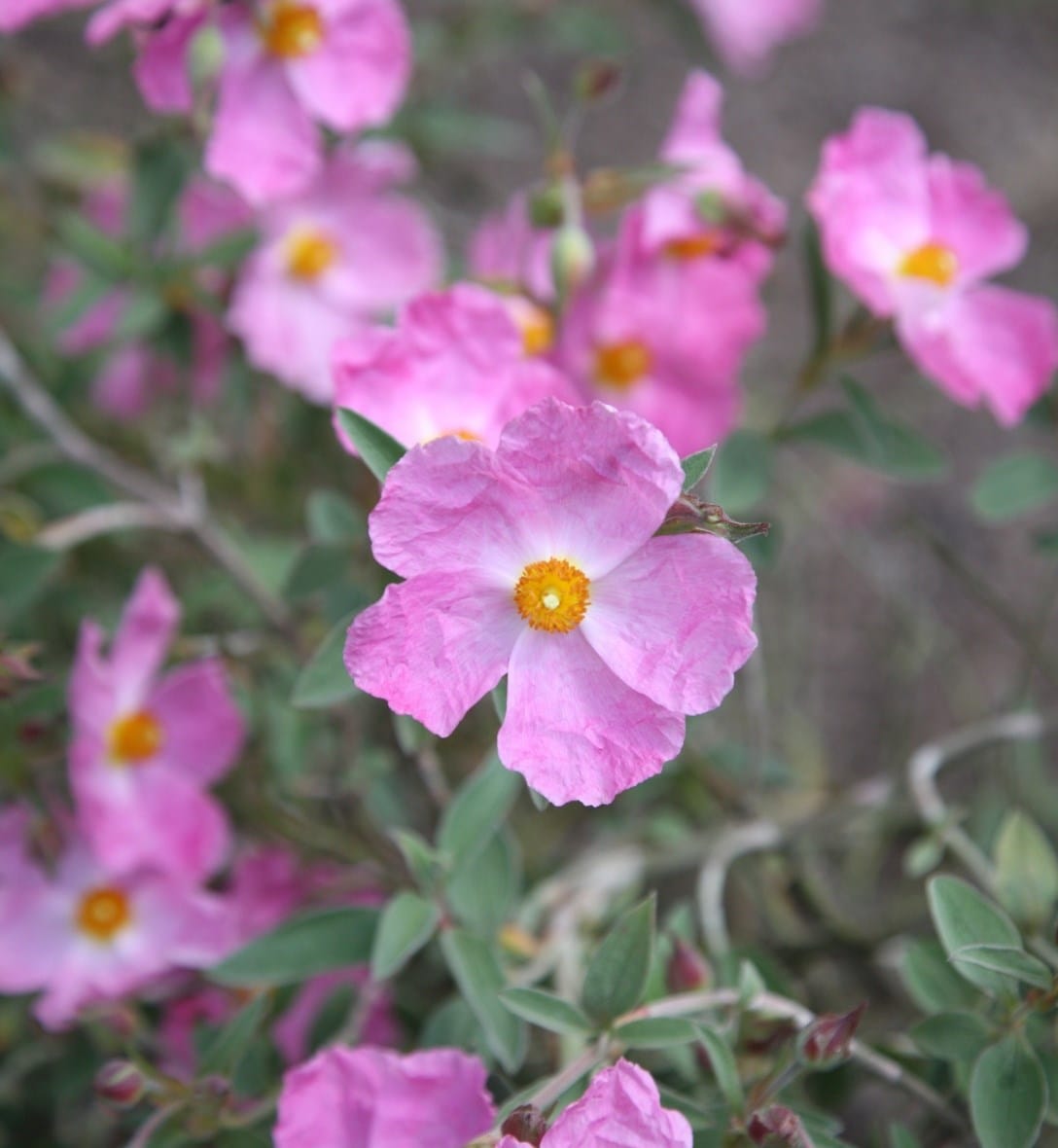 Shrubs