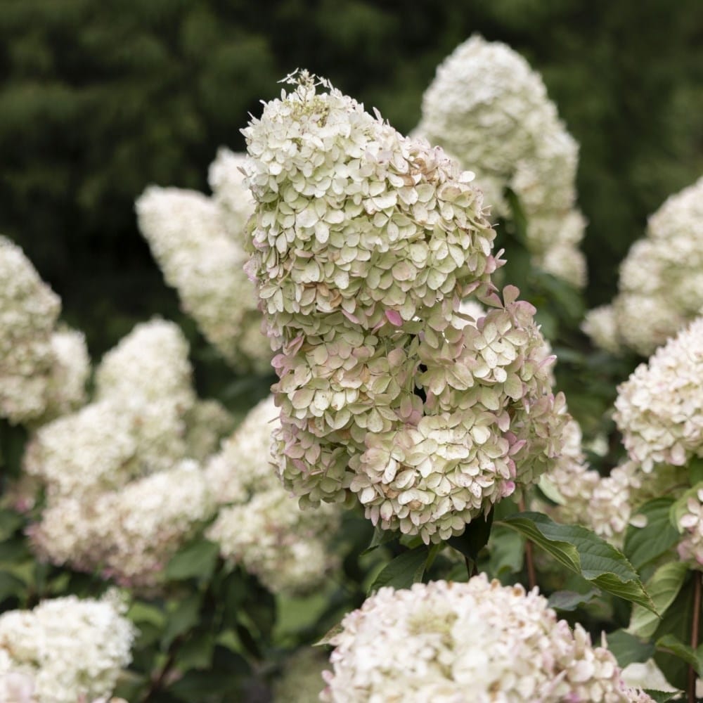 Hydrangeas